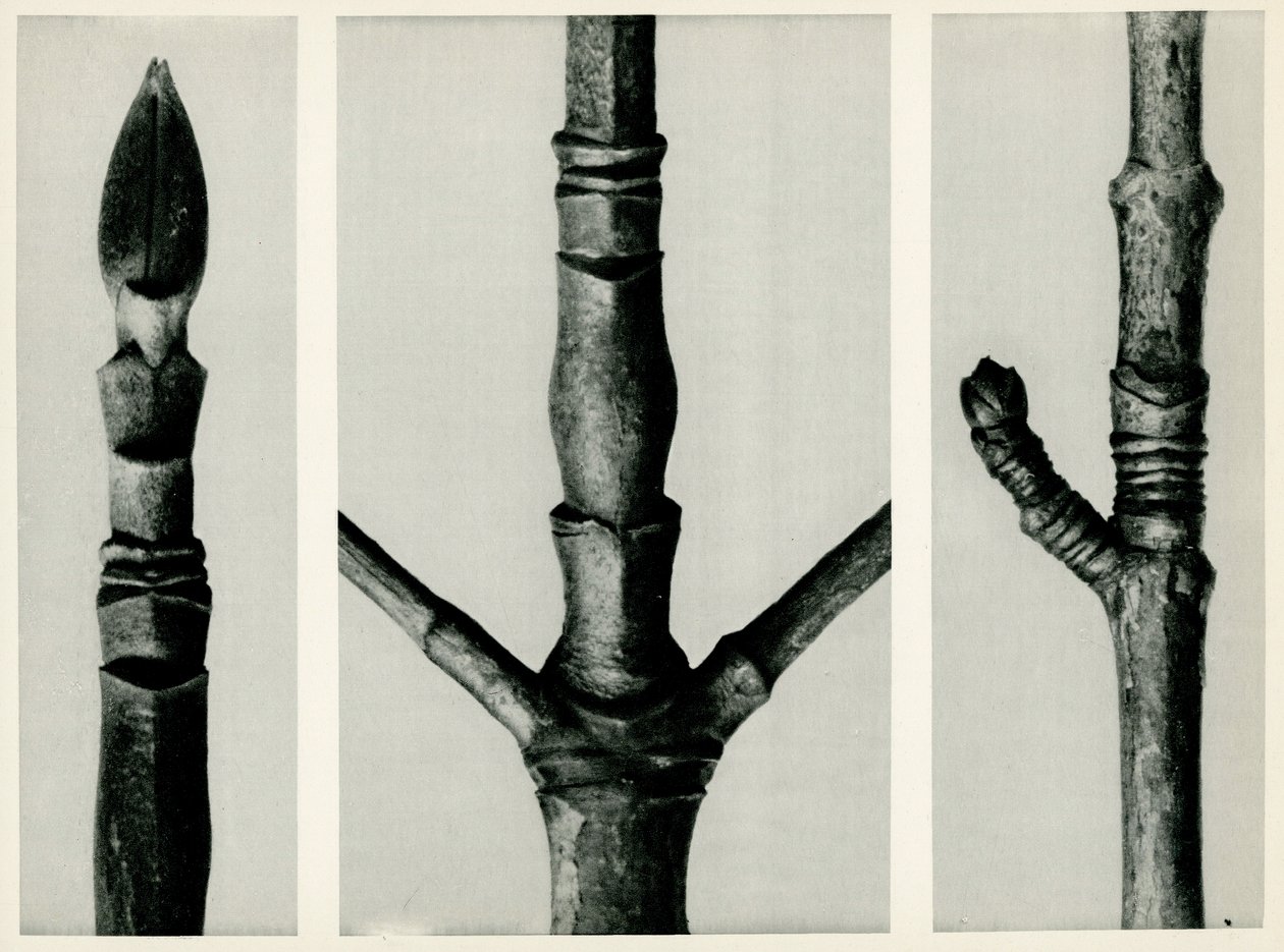 Cornus Nuttalli, 1929 door Karl Blossfeldt