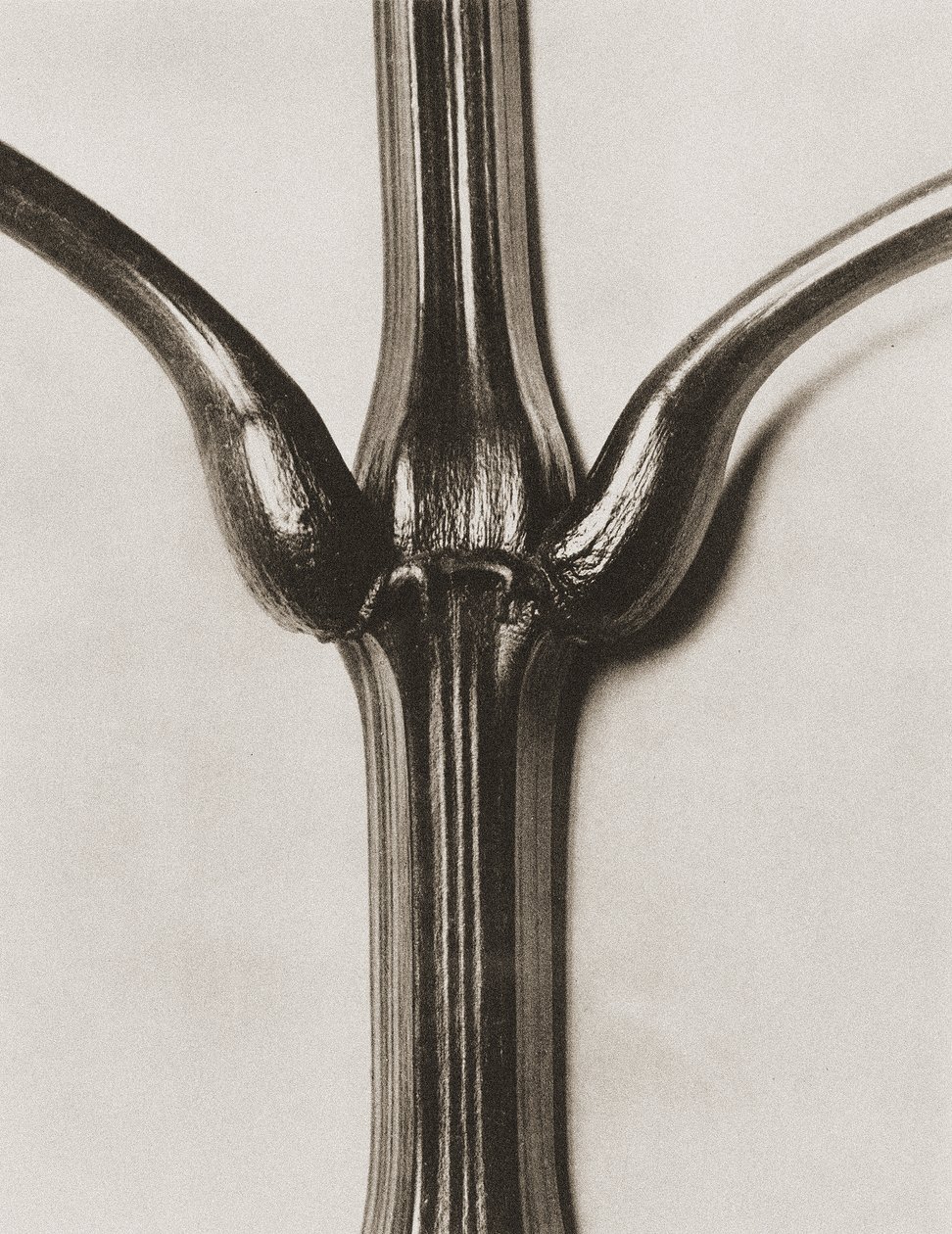 Impatiens glandulifera, 1929 door Karl Blossfeldt