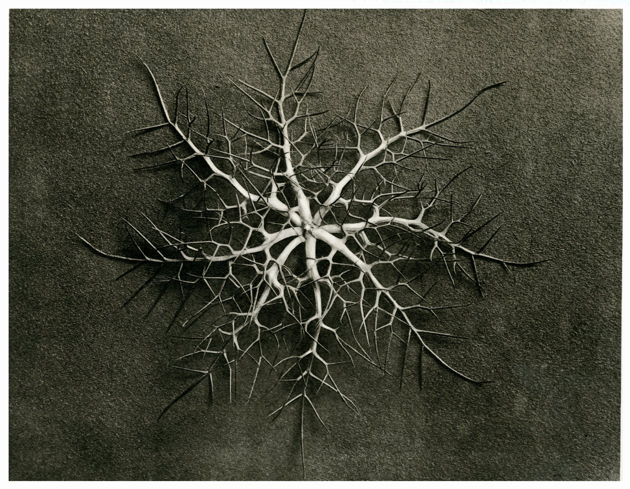 Nigella Damascena. 1929 door Karl Blossfeldt