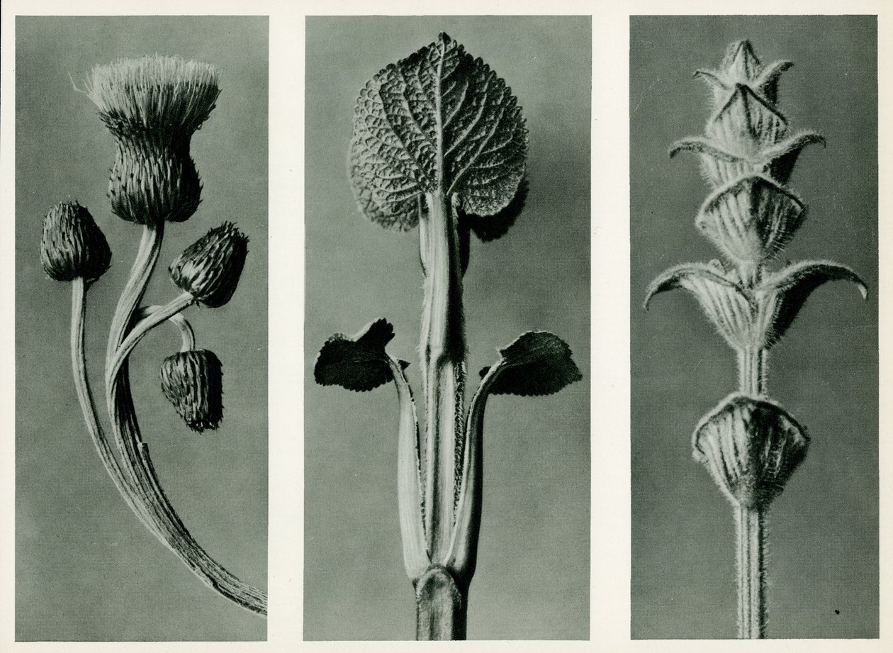 Studie van drie plantensoorten. 1929 (fotogravure) door Karl Blossfeldt