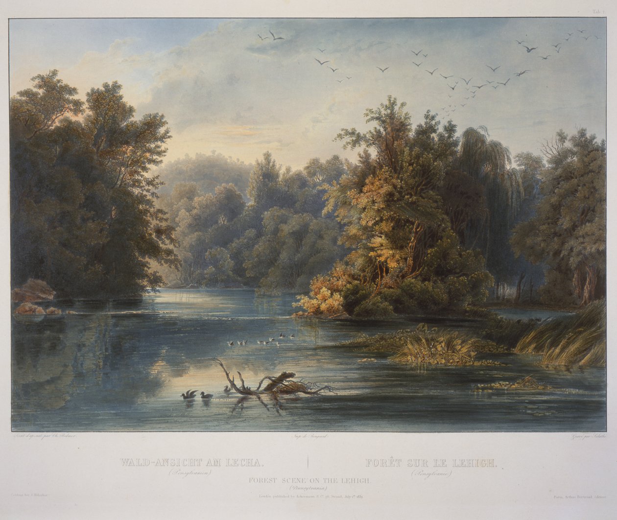 Bosscène aan de Lehigh door Karl Bodmer