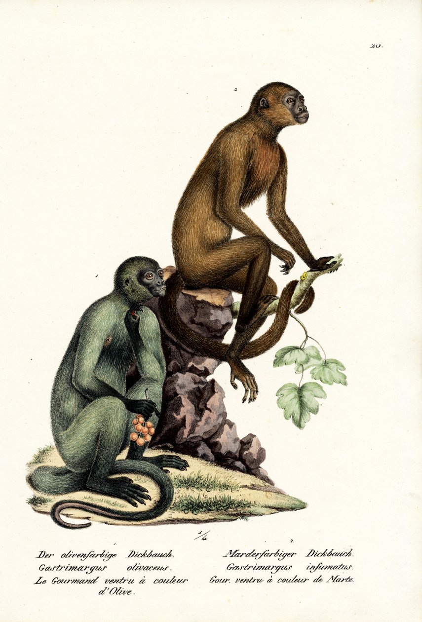 Kapucijn, 1824 door Karl Joseph Brodtmann