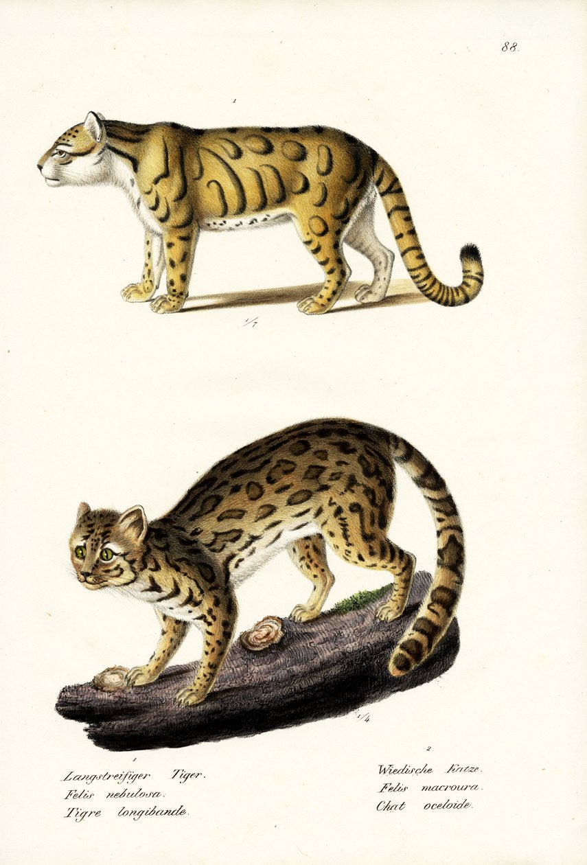 Nevelpanter, 1824 door Karl Joseph Brodtmann