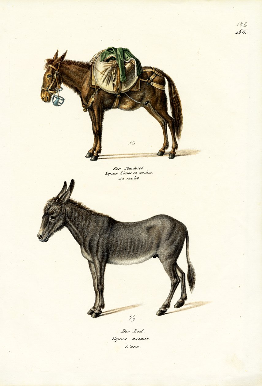 Ezel, 1824 door Karl Joseph Brodtmann
