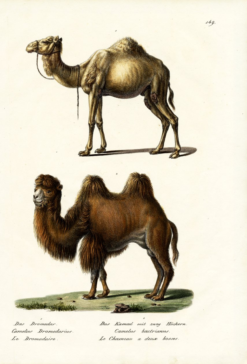 Dromedaris, 1824 door Karl Joseph Brodtmann
