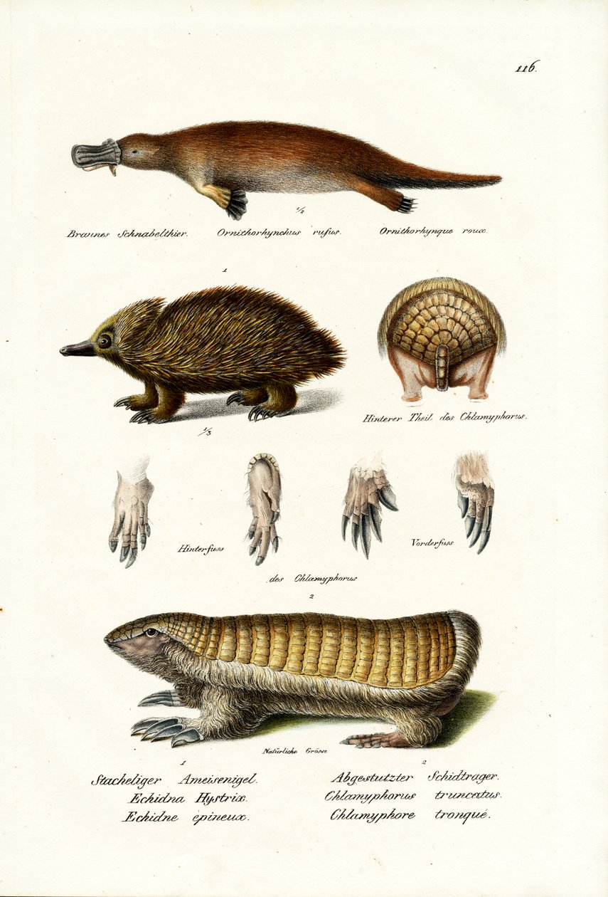 Vogelbekdier door Karl Joseph Brodtmann