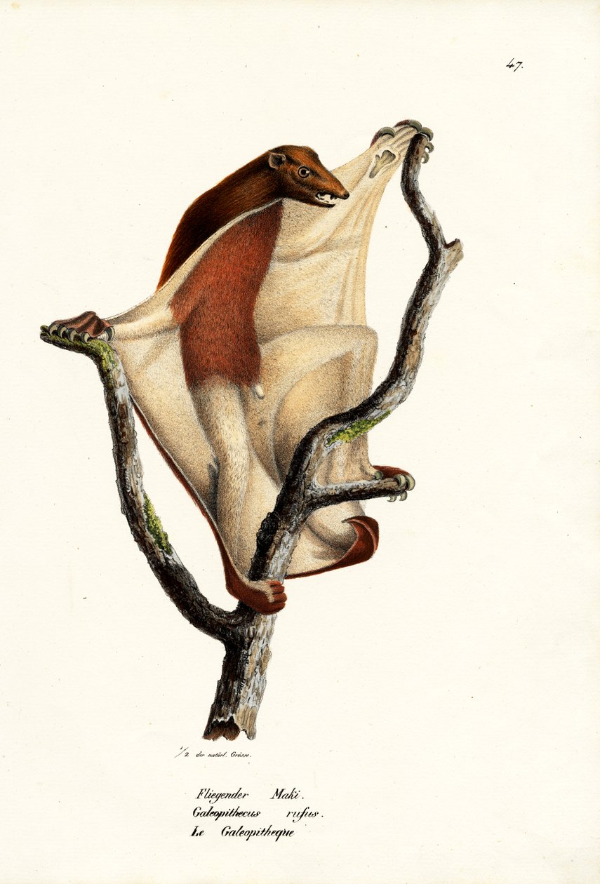 Vliegende lemur, 1824 door Karl Joseph Brodtmann