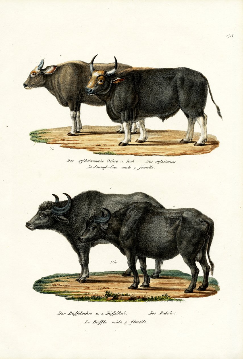 Gaur, 1824 door Karl Joseph Brodtmann