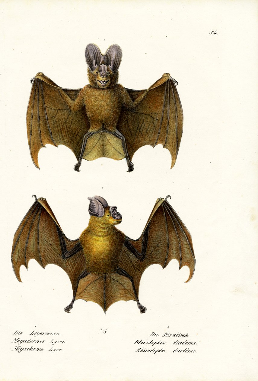 Grote valse vampiervleermuis, 1824 door Karl Joseph Brodtmann