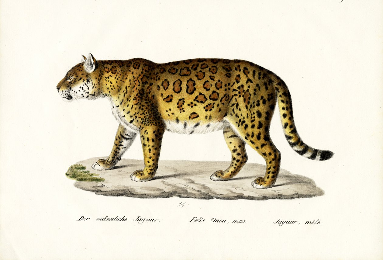 Jaguar, 1824 door Karl Joseph Brodtmann