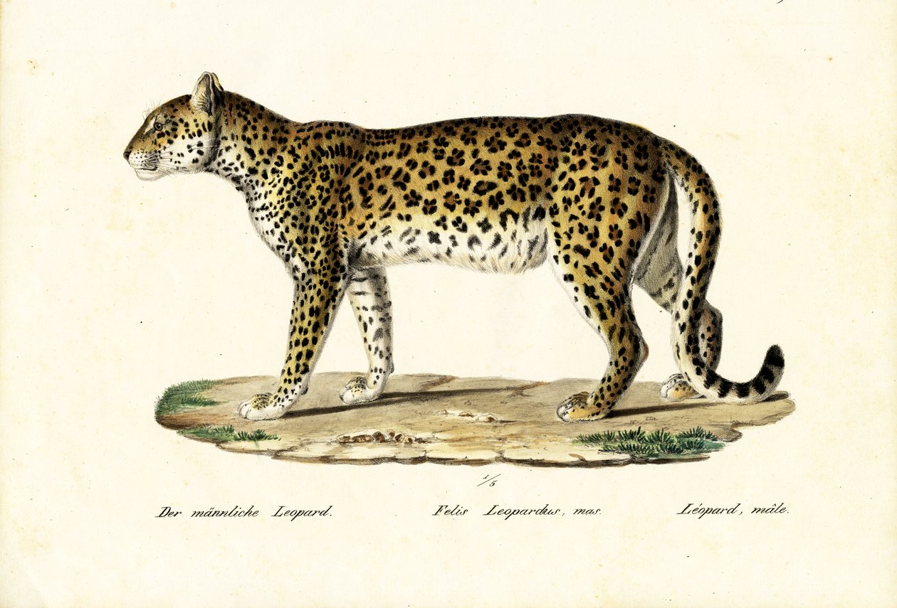 Luipaard, 1824 door Karl Joseph Brodtmann