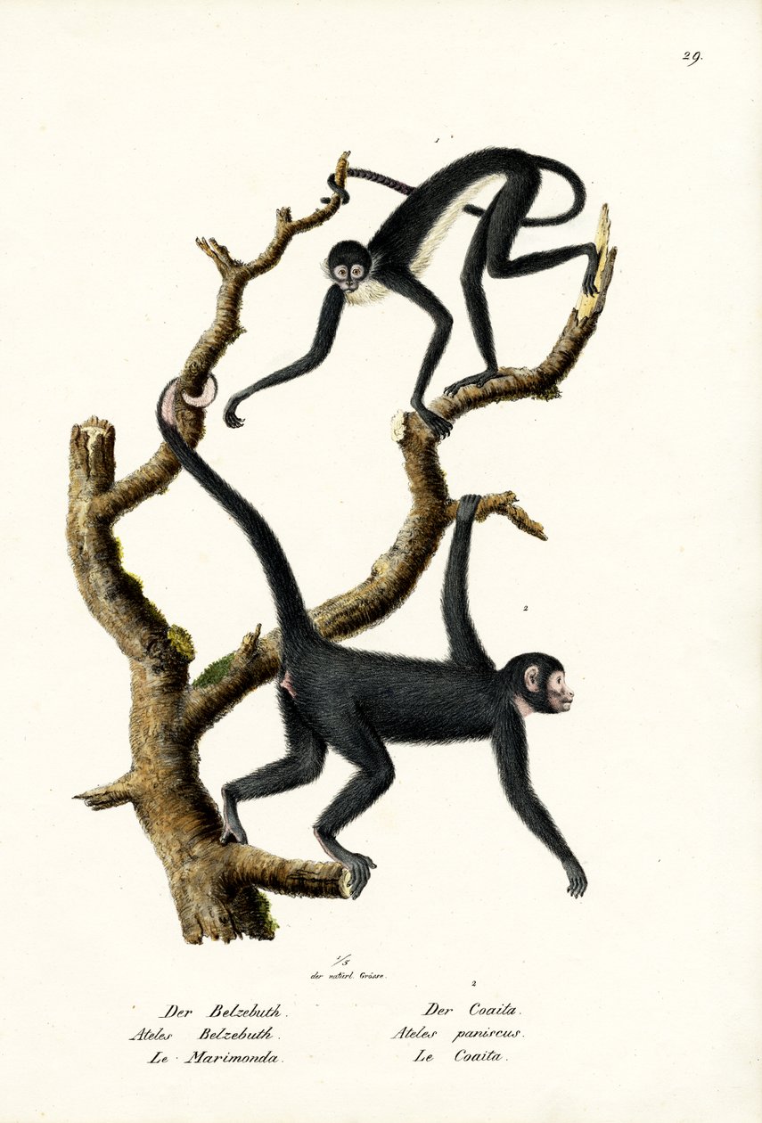 Langharige Slingeraap, 1824 door Karl Joseph Brodtmann