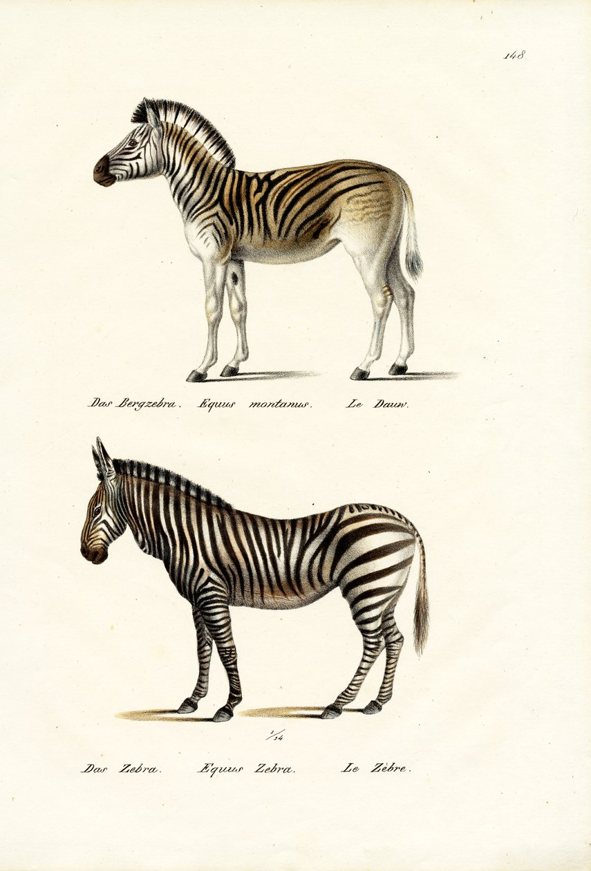 Bergzebra, 1824 door Karl Joseph Brodtmann