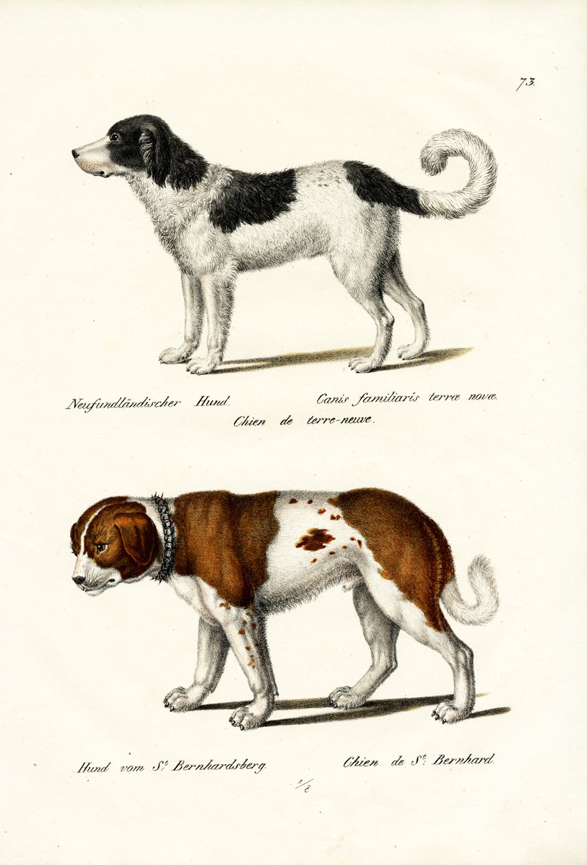 Newfoundland-hond, 1824 door Karl Joseph Brodtmann