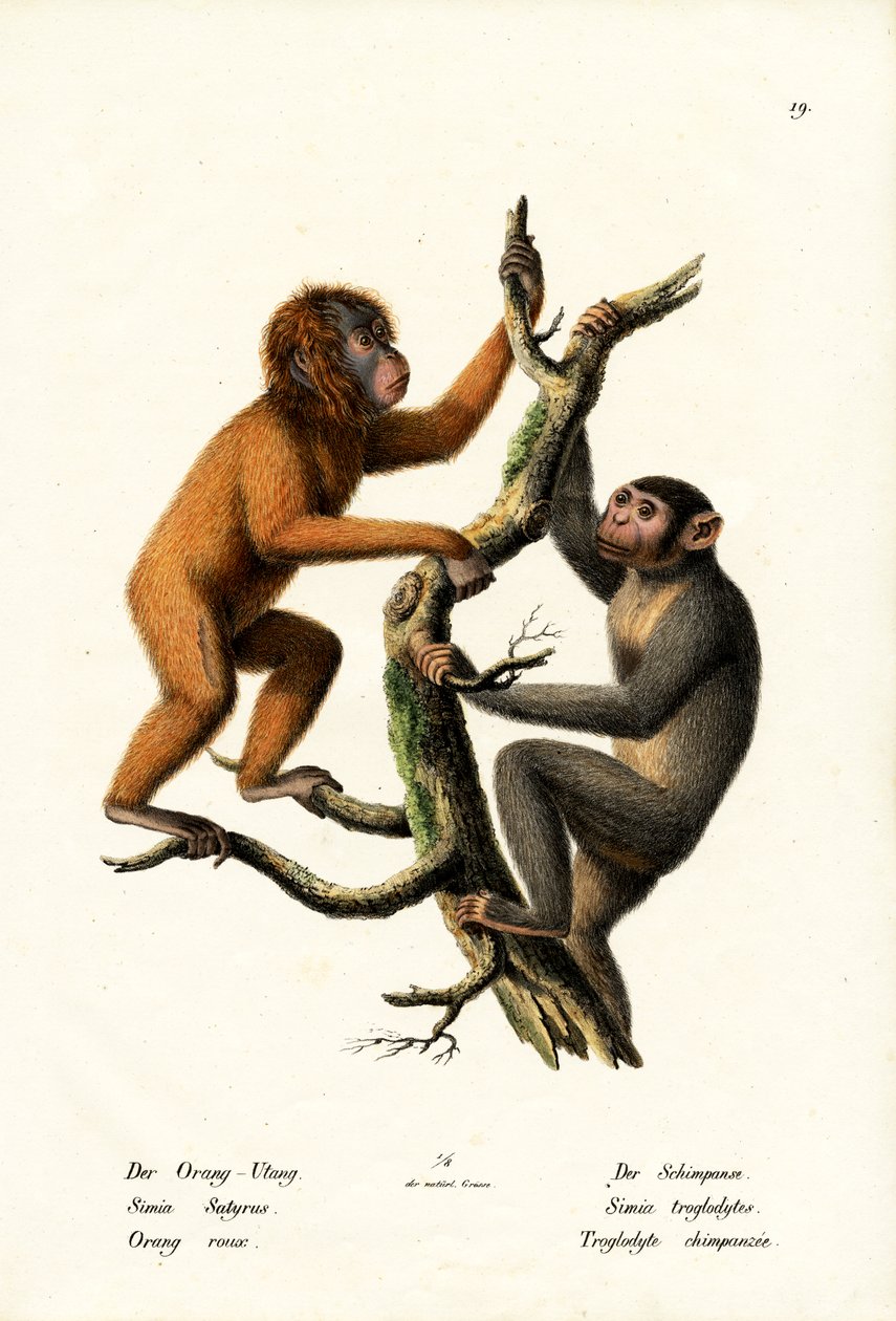 Orang-oetan, 1824 door Karl Joseph Brodtmann