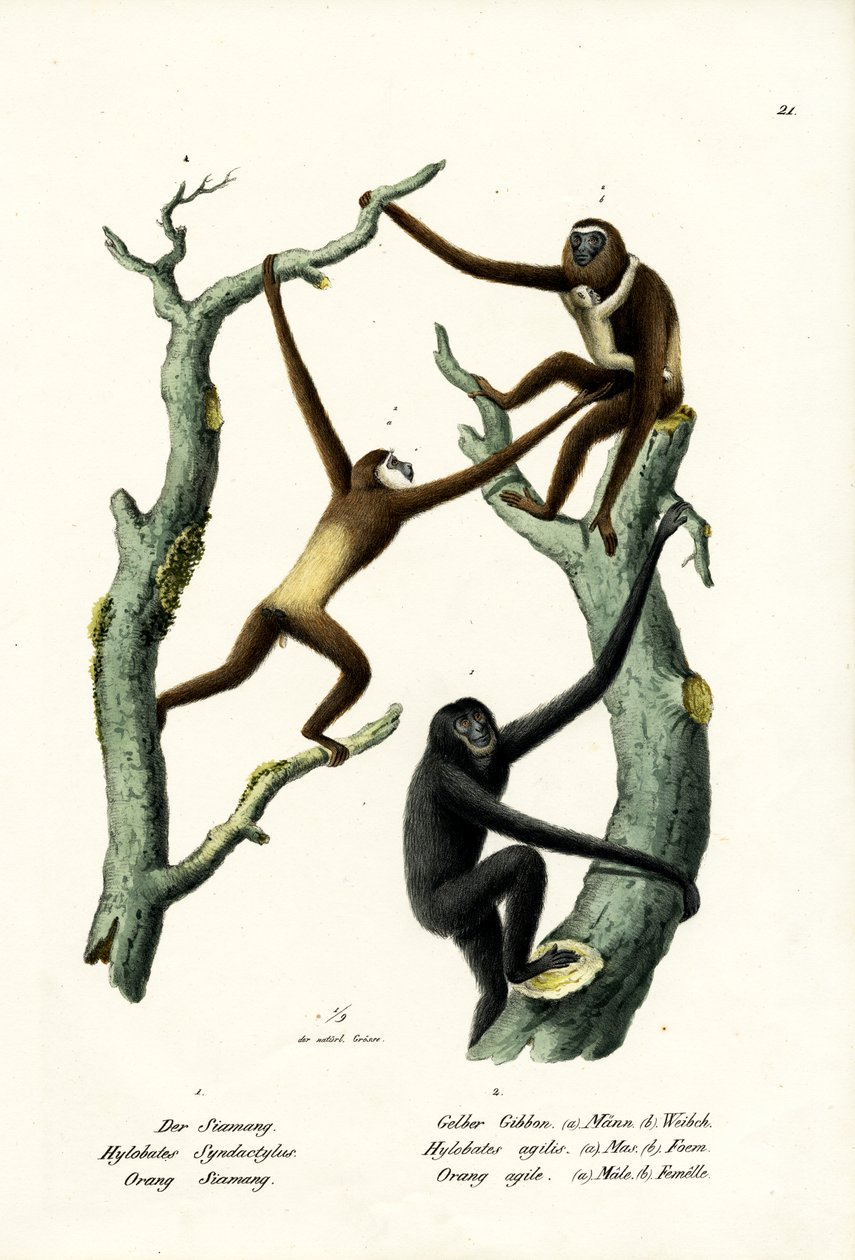 Siamang door Karl Joseph Brodtmann