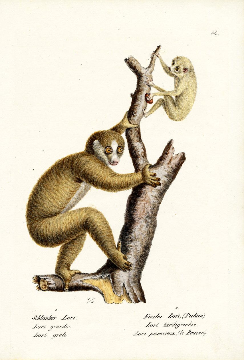 Slanke Loris, 1824 door Karl Joseph Brodtmann