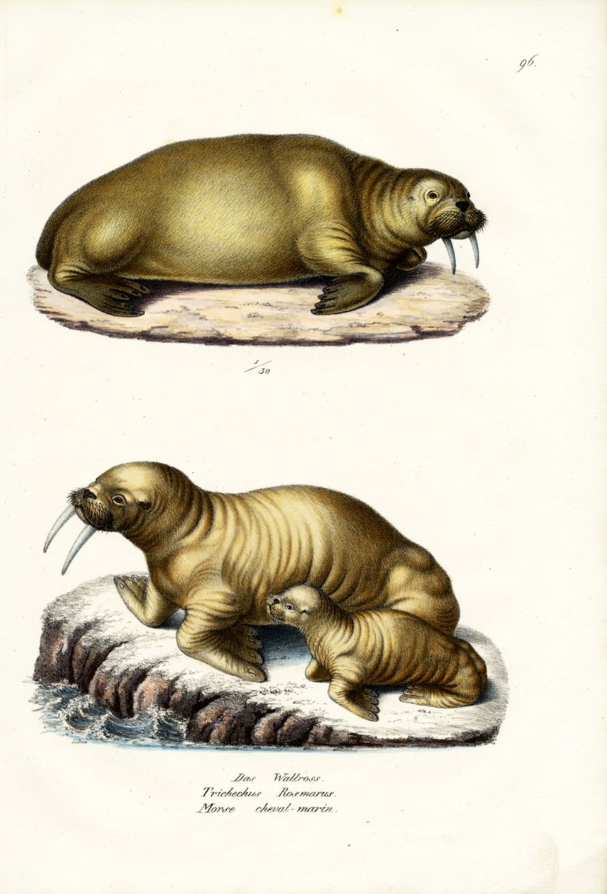 Walrus door Karl Joseph Brodtmann