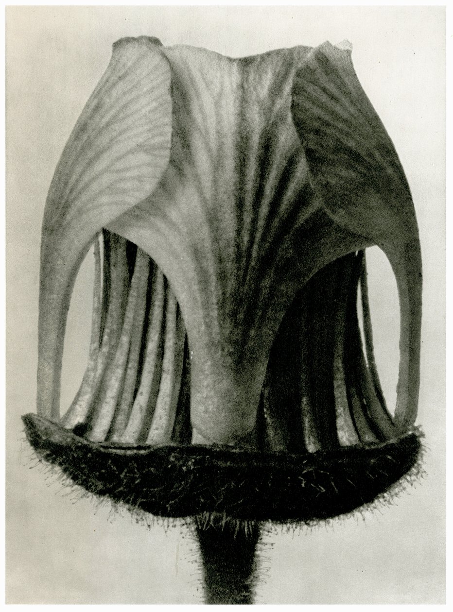 Geum Rivale. 1929 door Karl Blossfeldt
