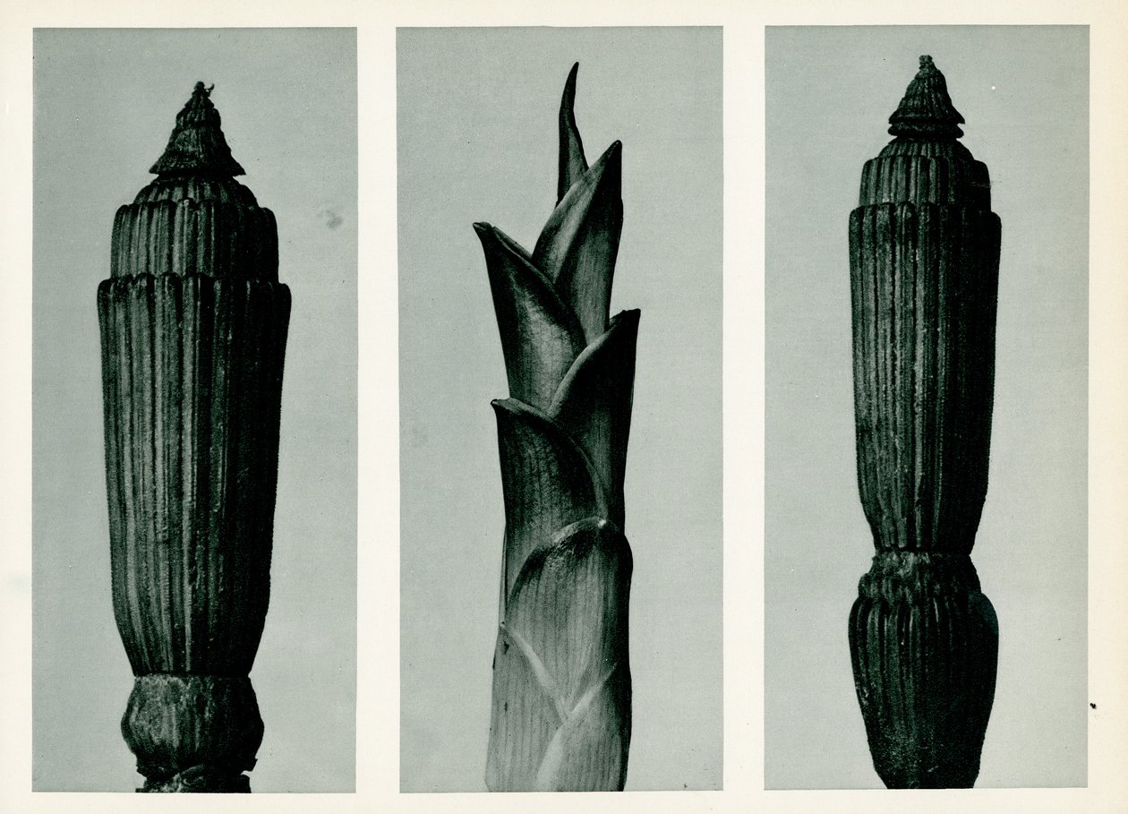 Paardenstaart Riet door Karl Blossfeldt