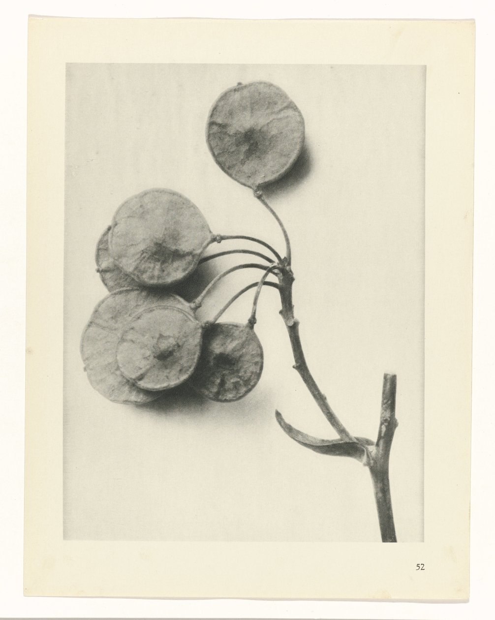 Plantstudie (Urformen der Kunst) door Karl Blossfeldt