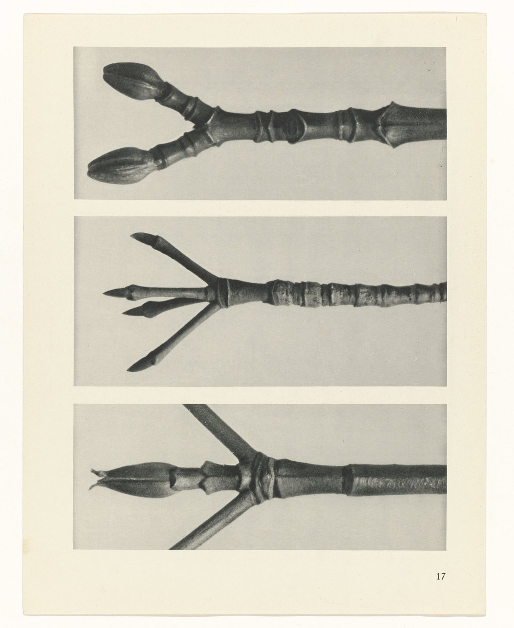 Plantstudie (Urformen der Kunst) door Karl Blossfeldt