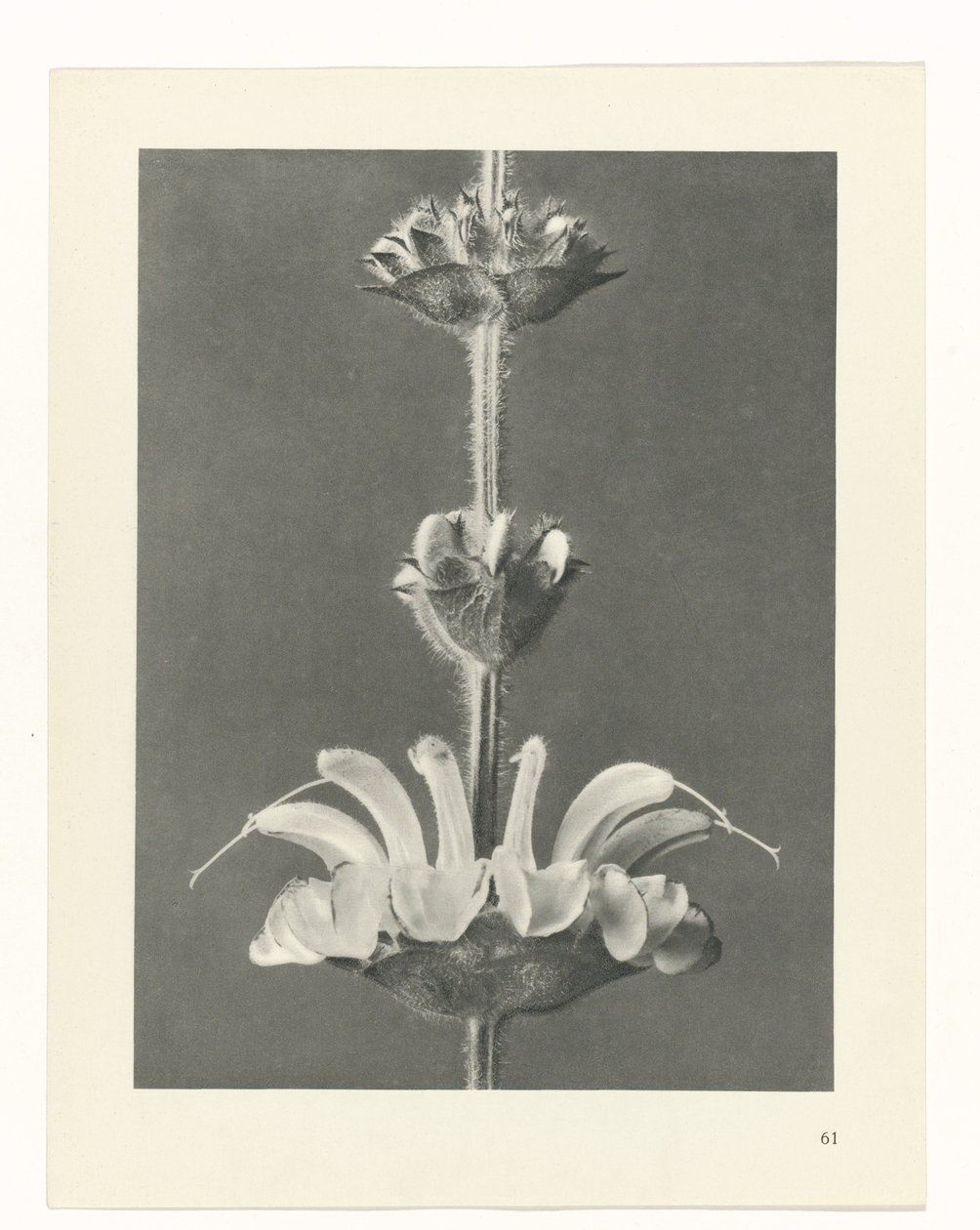 Plantstudie (Urformen der Kunst) door Karl Blossfeldt