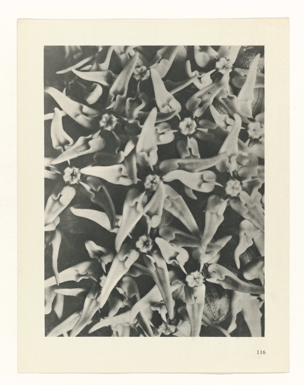 Plantstudie (Urformen der Kunst) door Karl Blossfeldt
