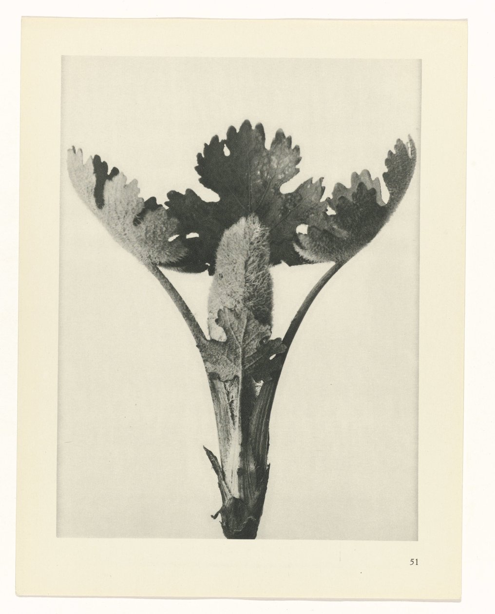 Plantstudie (Urformen der Kunst) door Karl Blossfeldt