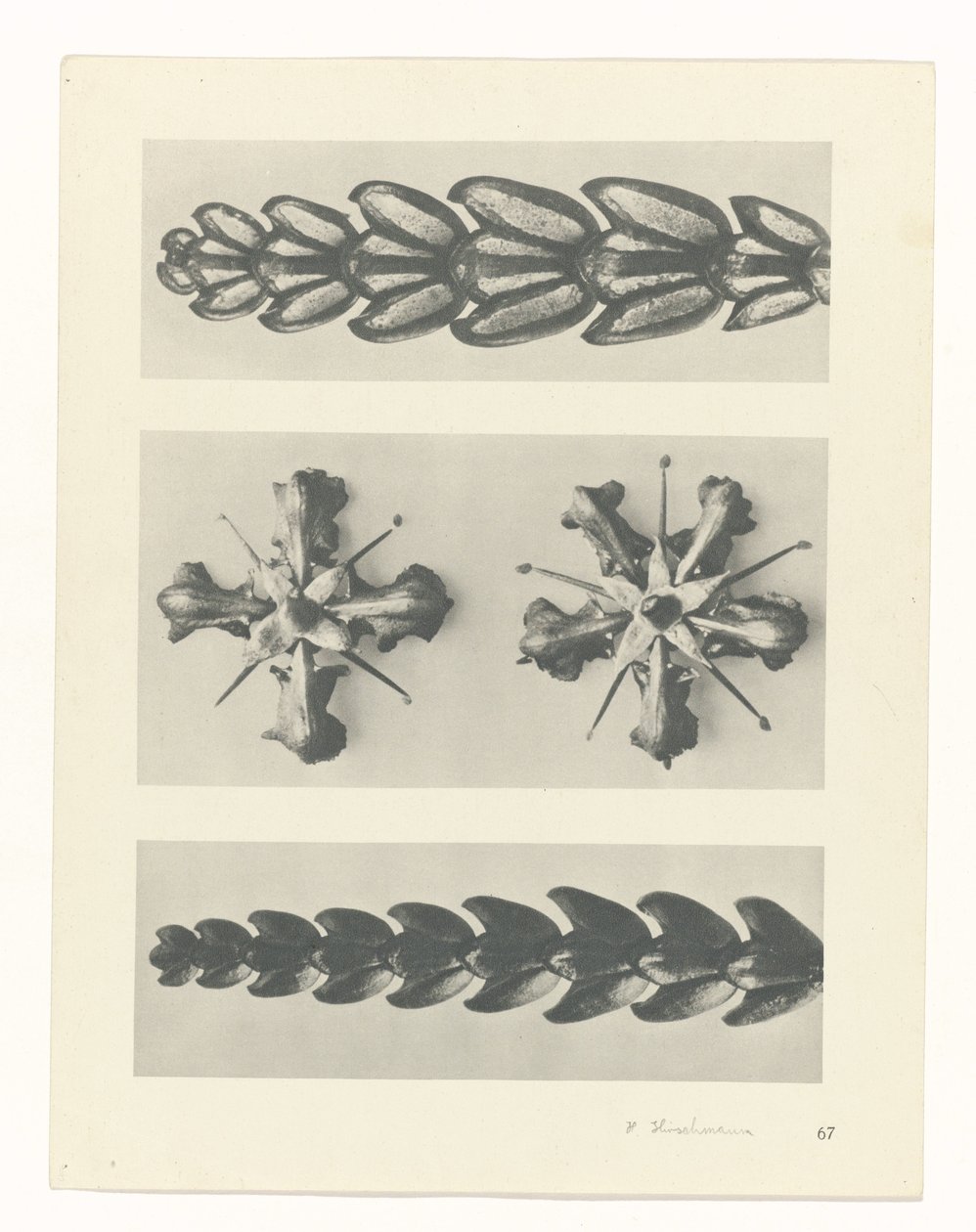 Plantstudie (Urformen der Kunst) door Karl Blossfeldt