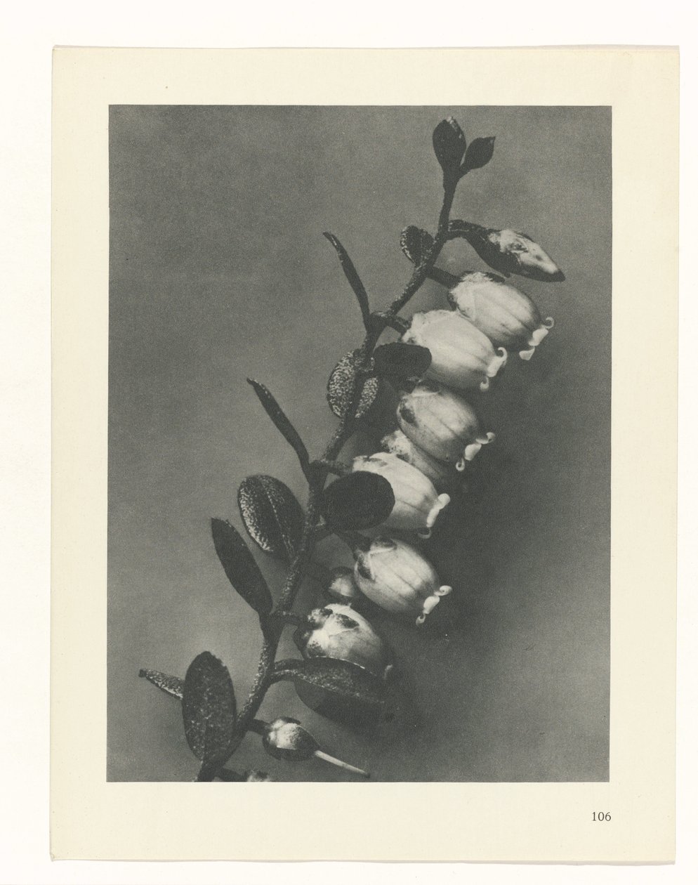 Plantstudie (Urformen der Kunst) door Karl Blossfeldt