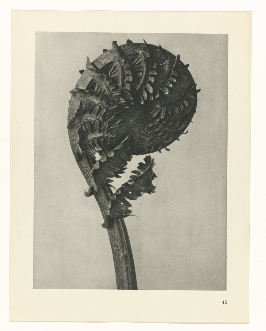 Plantstudie (Urformen der Kunst) door Karl Blossfeldt