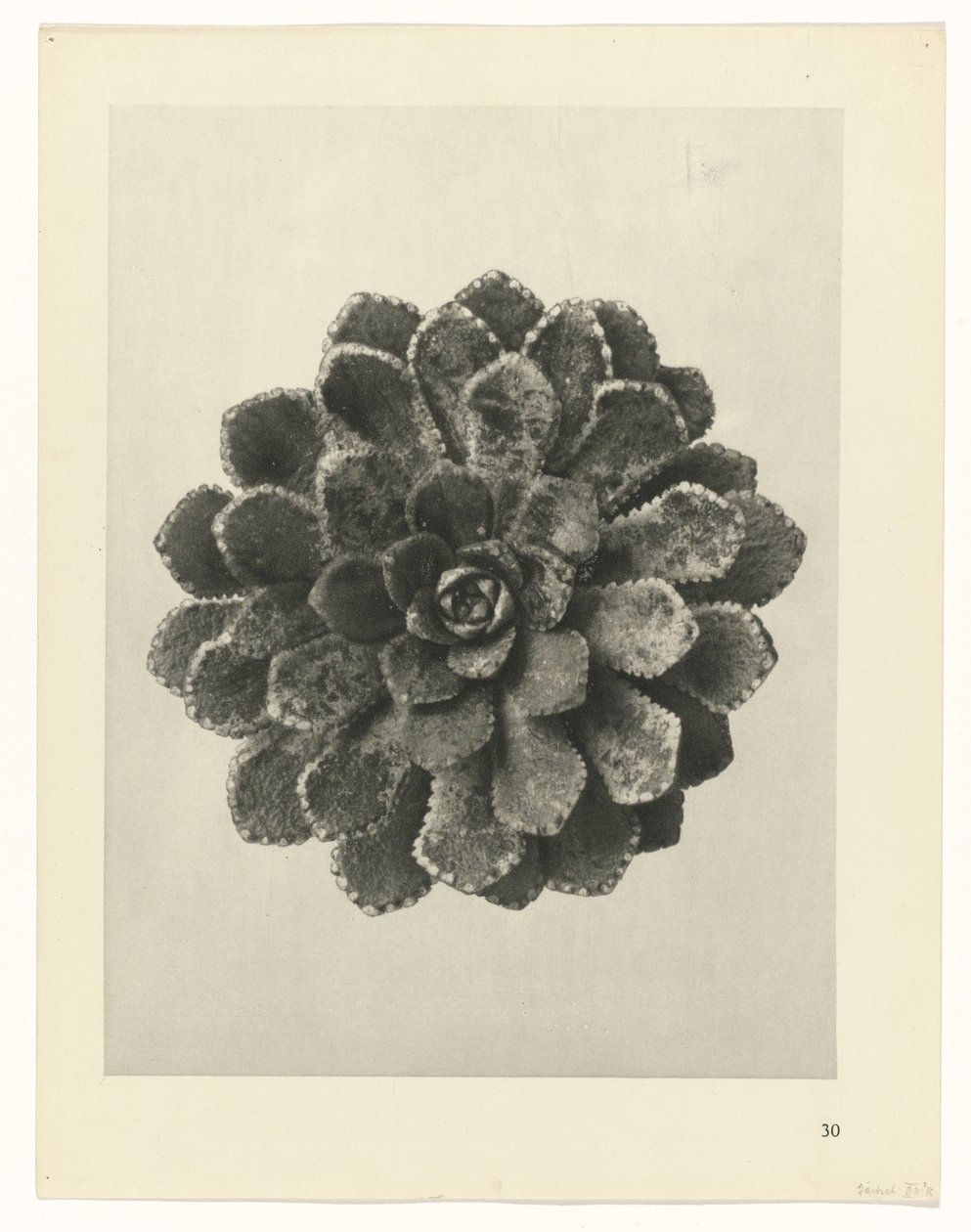 Plantstudie (Urformen der Kunst) door Karl Blossfeldt