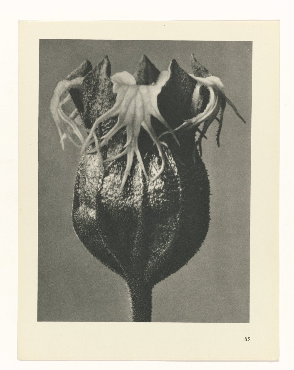 Plantstudie (Urformen der Kunst) door Karl Blossfeldt