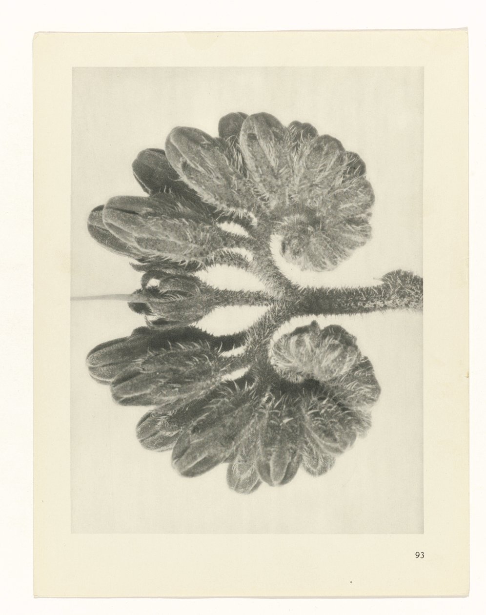 Plantstudie (Urformen der Kunst) door Karl Blossfeldt
