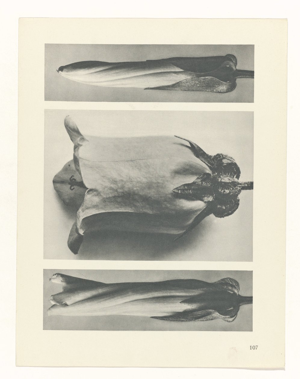 Plantstudie (Urformen der Kunst) door Karl Blossfeldt
