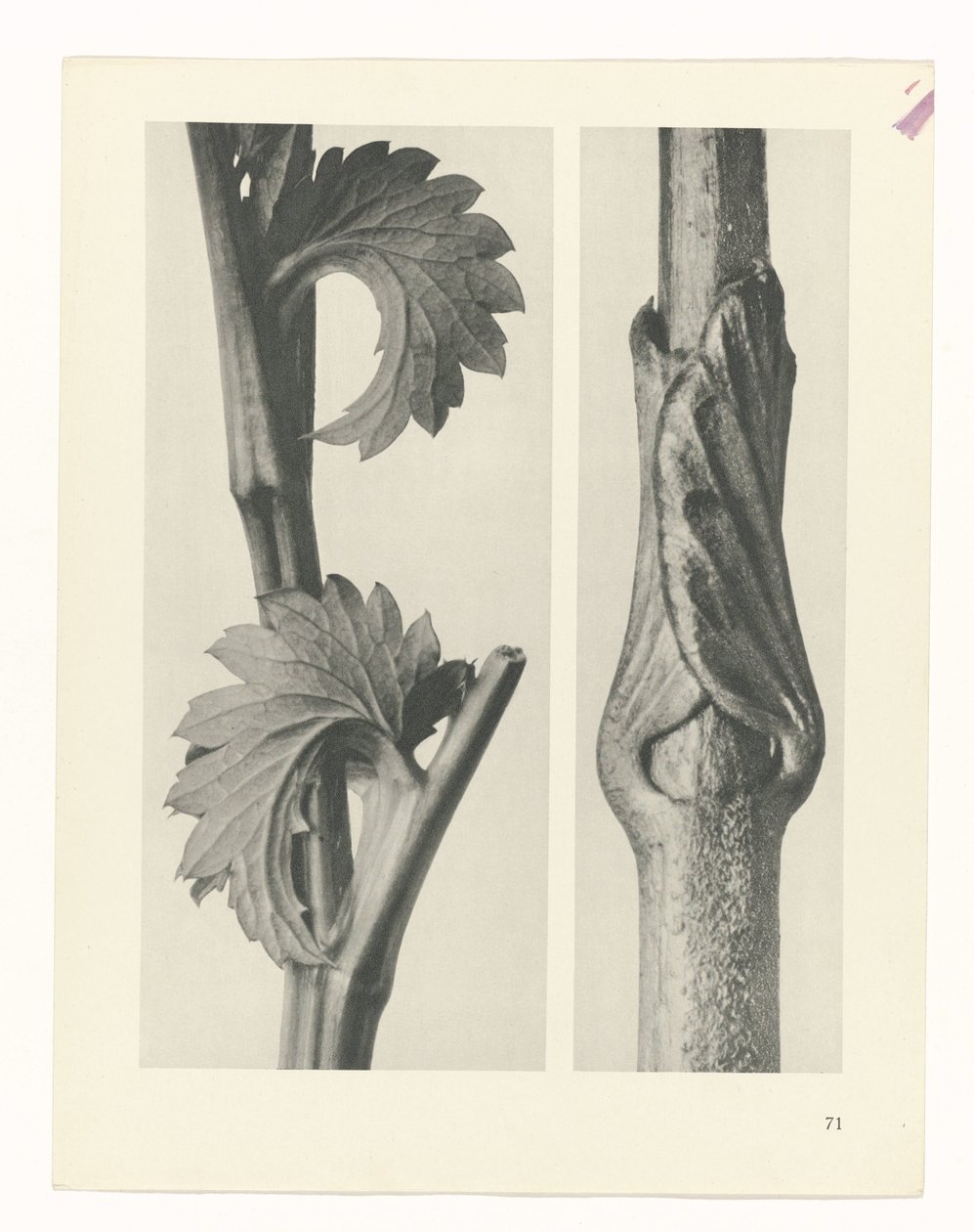 Plantstudie (Urformen der Kunst) door Karl Blossfeldt