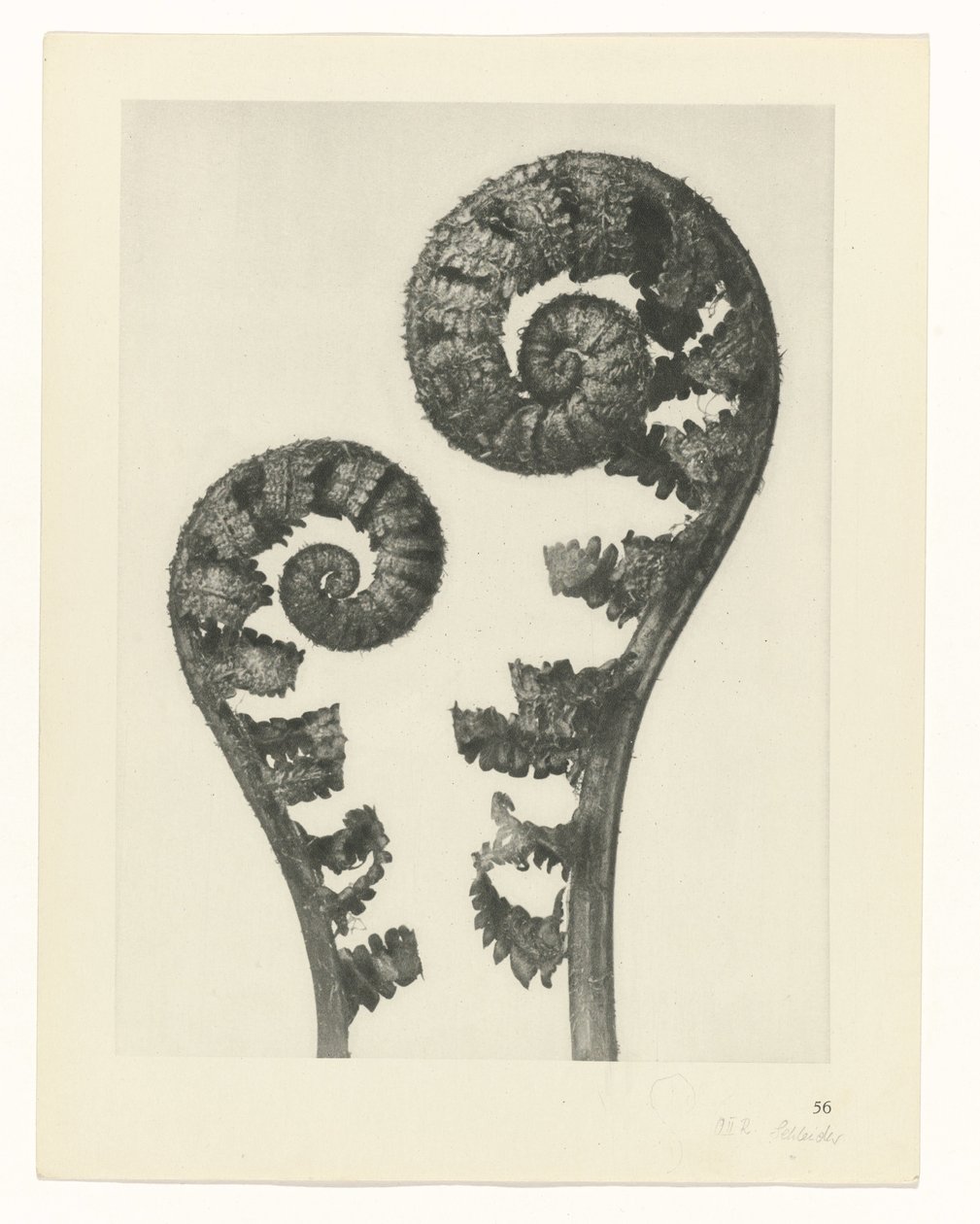 Plantstudie (Urformen der Kunst) door Karl Blossfeldt