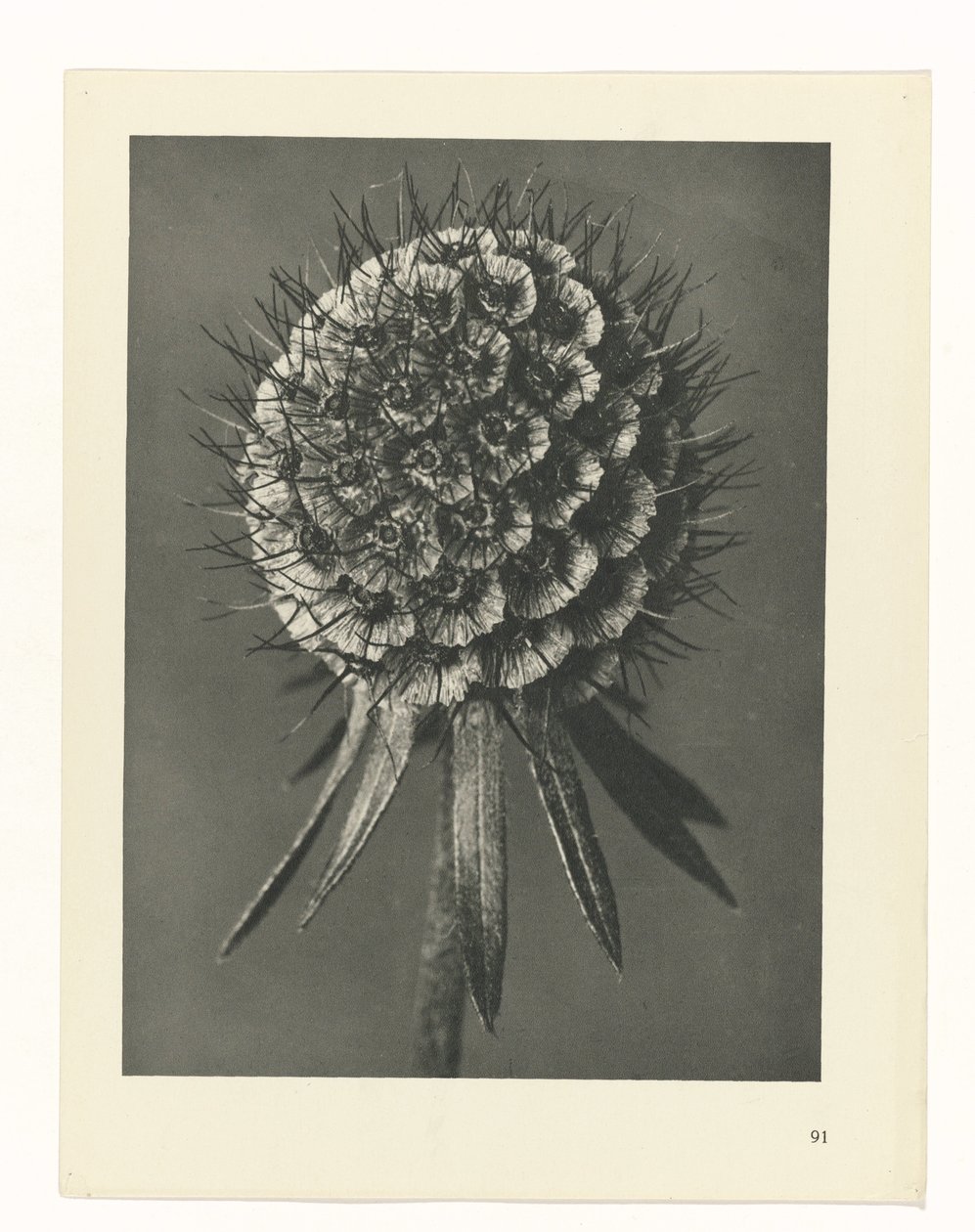 Plantstudie Urformen der Kunst (serietitel) door Karl Blossfeldt