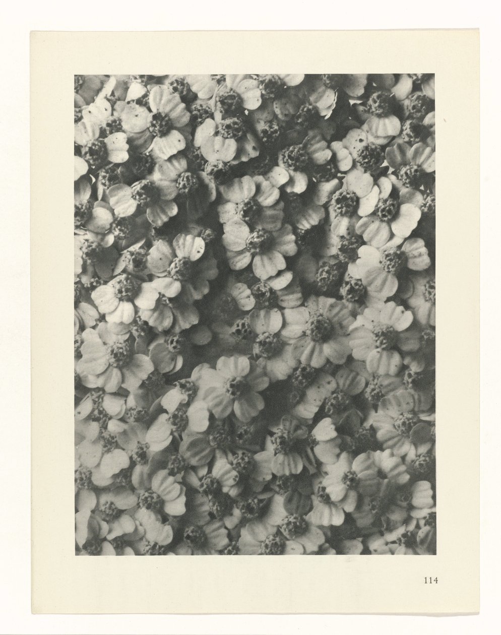 Plantstudie Urformen der Kunst (serietitel) door Karl Blossfeldt