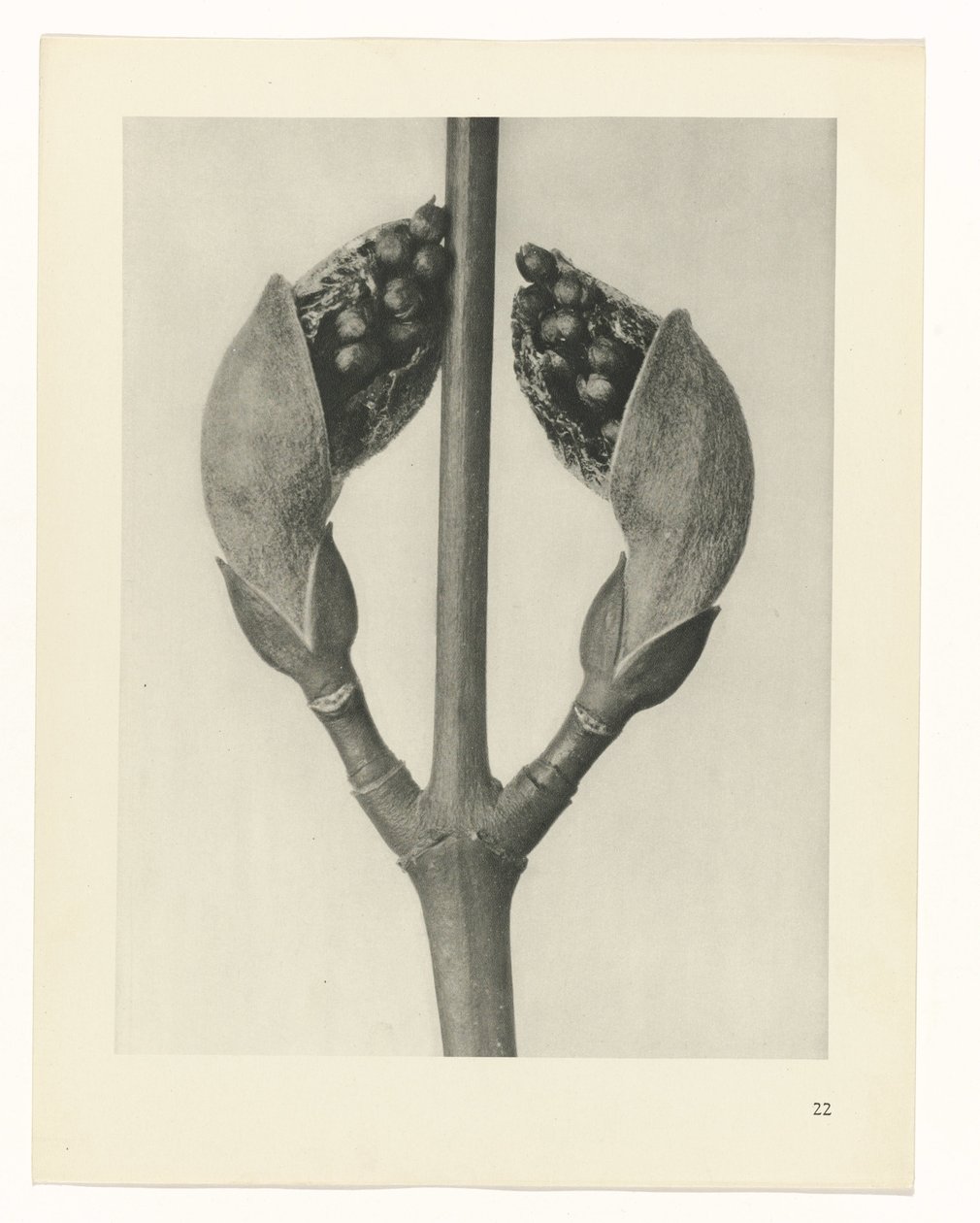 Plantstudie Urformen der Kunst (serietitel) door Karl Blossfeldt