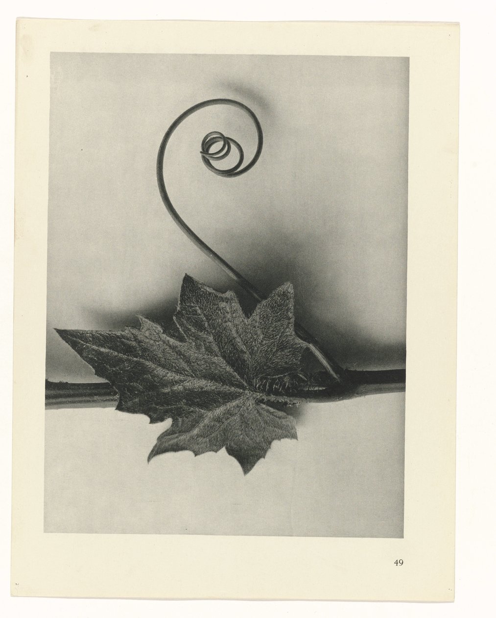 Plantstudie Urformen der Kunst (serietitel) door Karl Blossfeldt