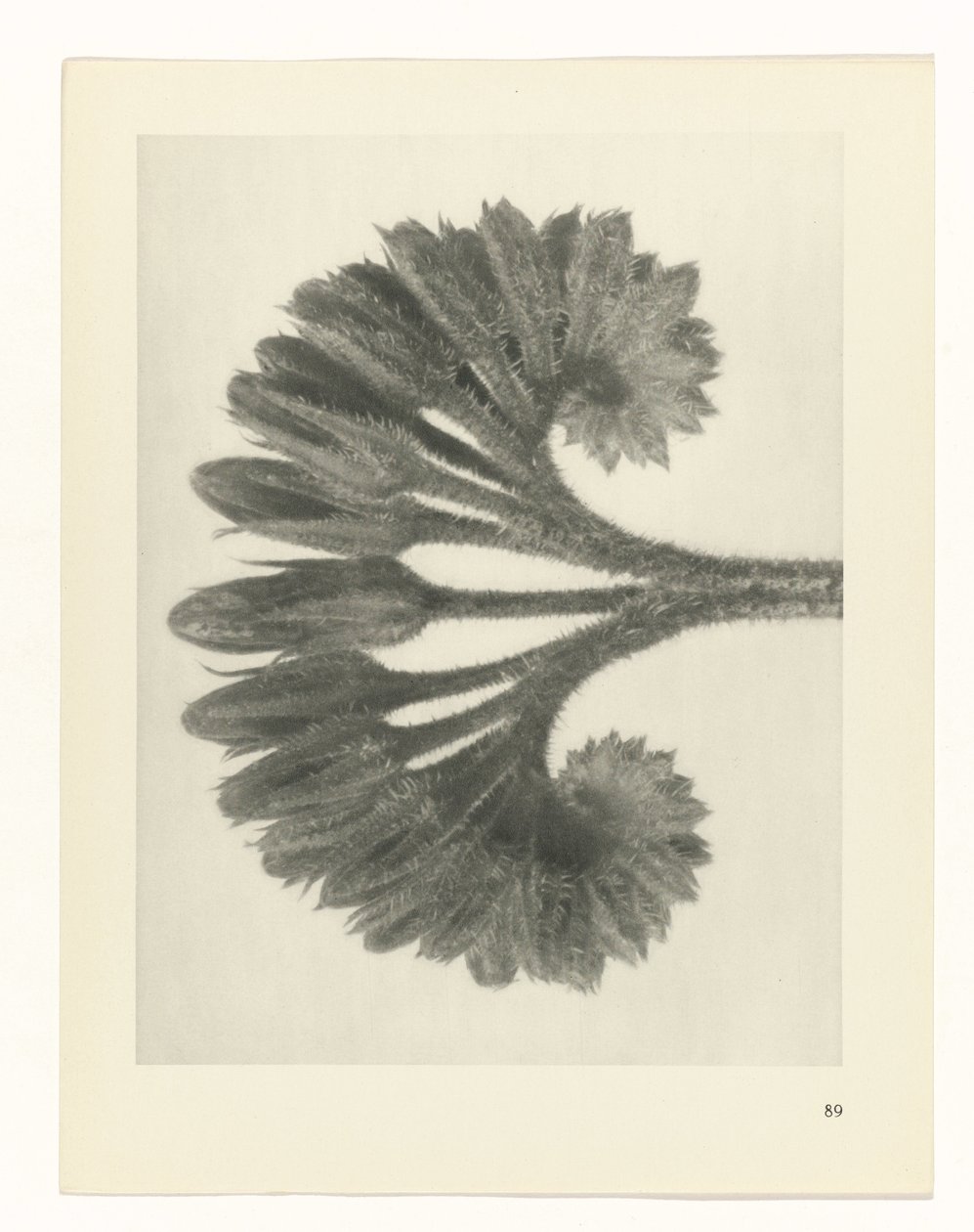 Plantstudie Urformen der Kunst (serietitel) door Karl Blossfeldt