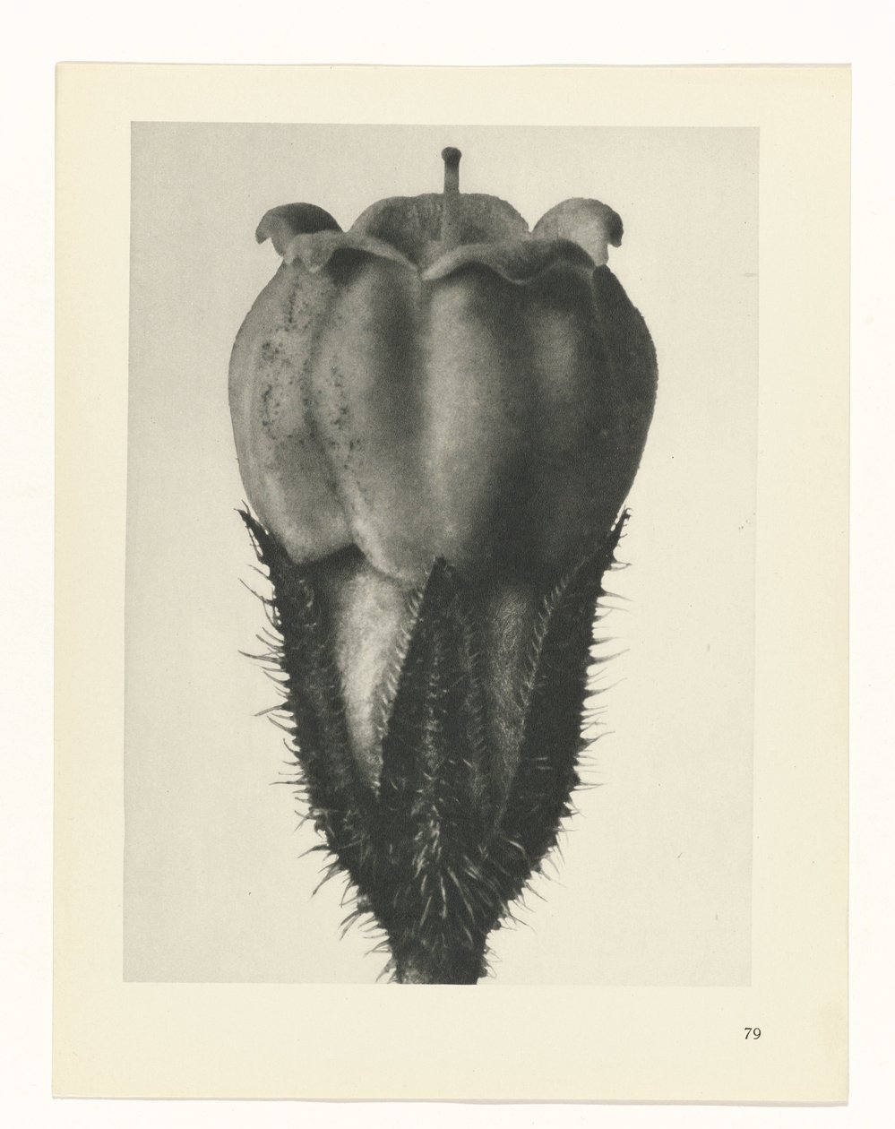 Plantstudie Urformen der Kunst (serietitel) door Karl Blossfeldt