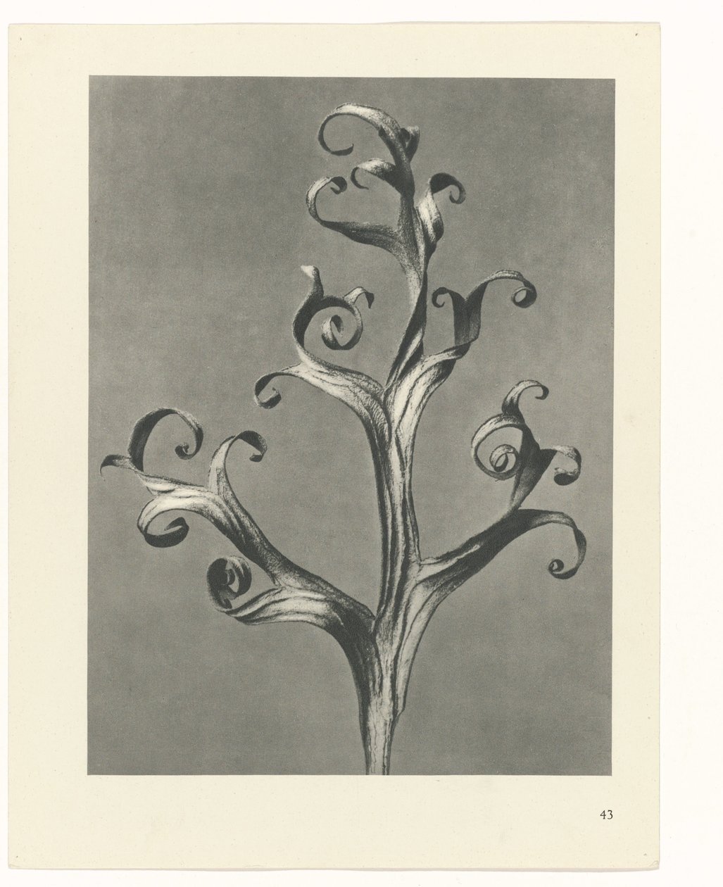 Plantstudie Urformen der Kunst (serietitel) door Karl Blossfeldt