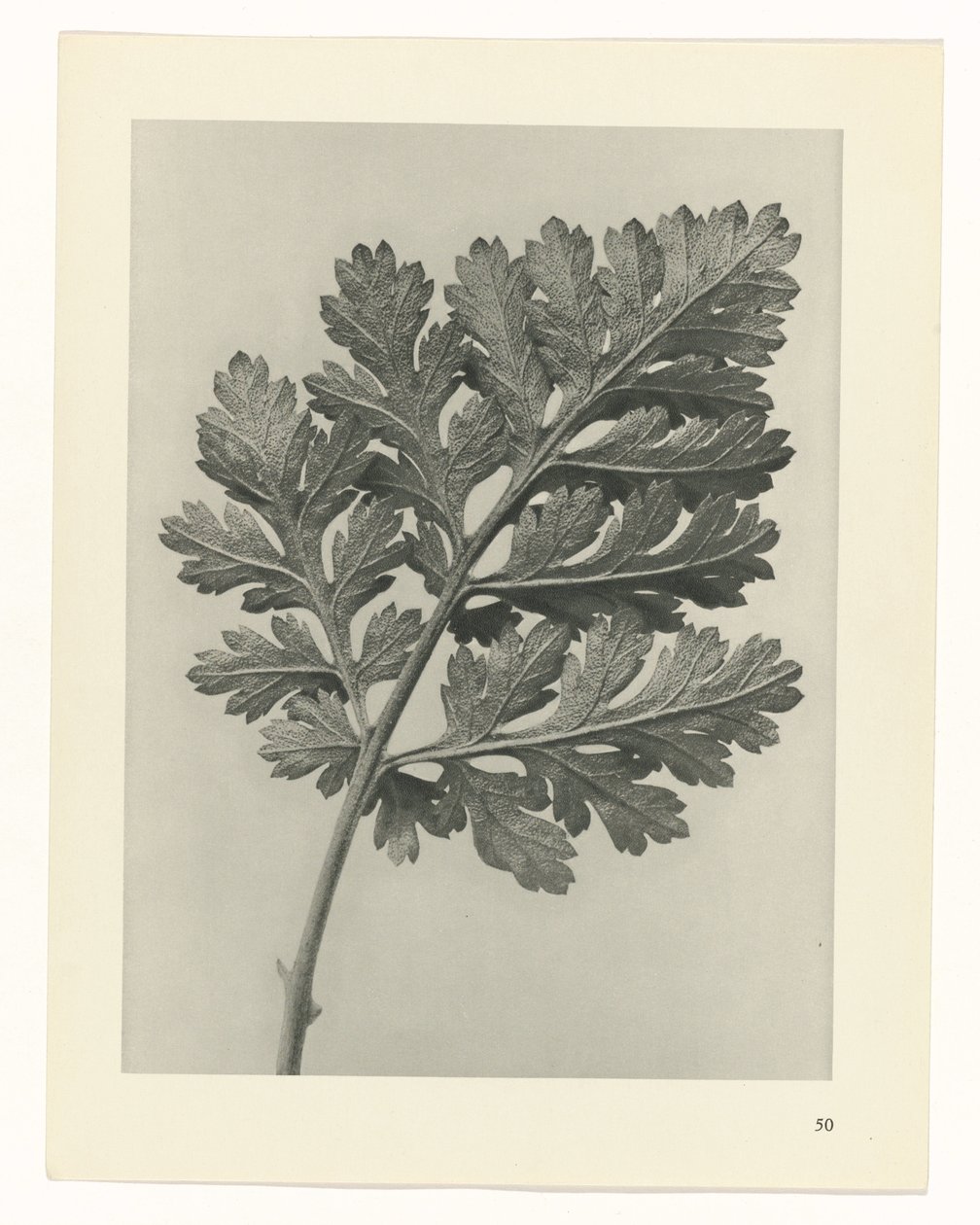 Plantstudie Urformen der Kunst (serietitel) door Karl Blossfeldt