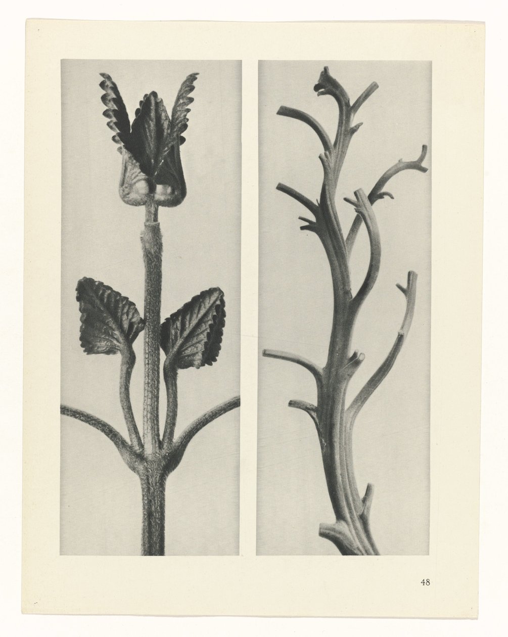 Plantstudie Urformen der Kunst (serietitel) door Karl Blossfeldt