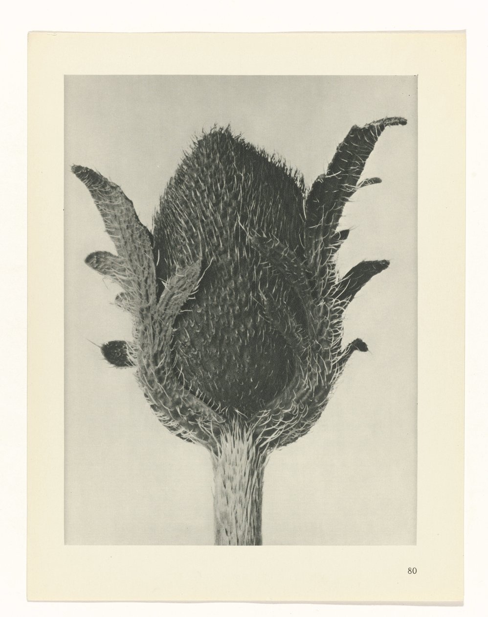Plantstudie Urformen der Kunst (serietitel) door Karl Blossfeldt