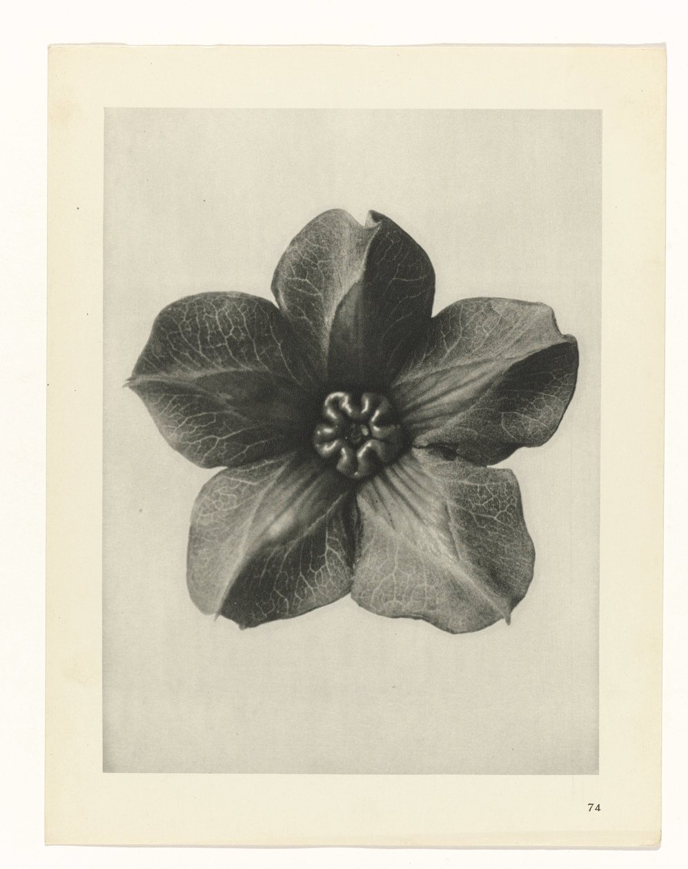 Plantstudie Urformen der Kunst (serietitel) door Karl Blossfeldt