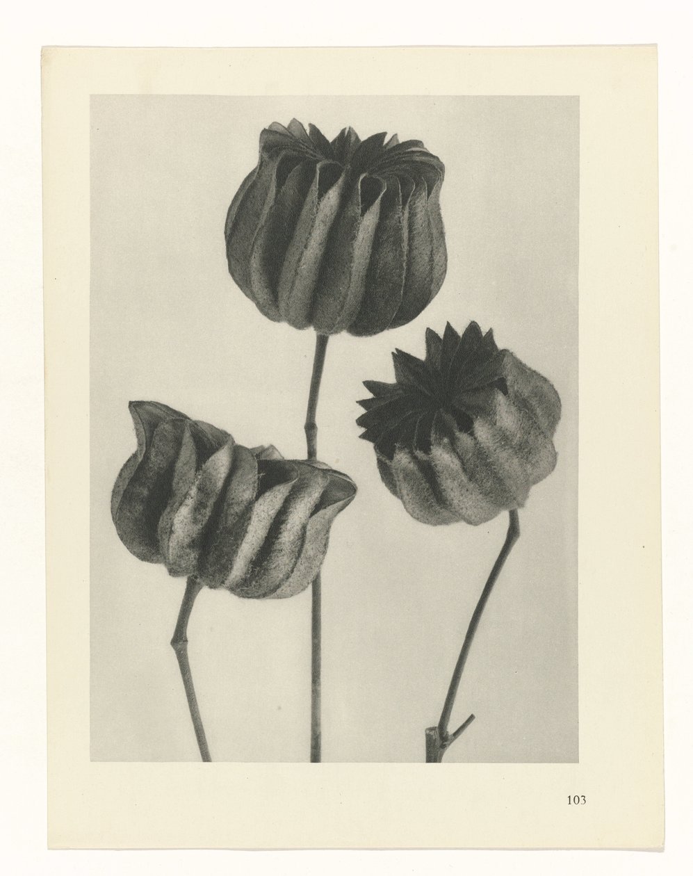 Plantstudie Urformen der Kunst (serietitel) door Karl Blossfeldt